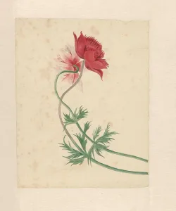 Anemones Prints: Two flowers, 1714-1760. Creator: Michiel van Huysum