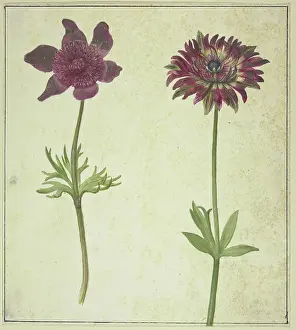 Coal Prints: Two flowers, 17th century. Creator: Unknown