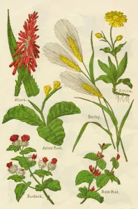 Aloe Prints: Flowers: Aloes, Arnica, Arrow Root, Barley, Balm Mint, Burdock, c1940