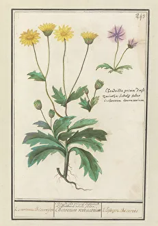 Aster Prints: Two flowers from the composite family (Asteraceae)