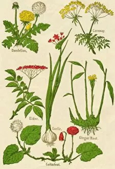 Medicinal Gallery: Flowers: Dandelion, Caraway, Elder, Garlic, Coltsfoot, Ginger Root, c1940