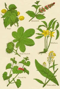 Edible Prints: Flowers: Hops, Horsemint, Horse Chestnut, Hellebore, Ground Ivy, Horse-radish, c1940