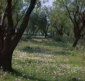 April Collection: Flowers and olive trees in April in Phocis