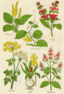 Flowers: Plantain, Sarsaparilla, Sage, Parsley, Squill, Peppermint, c1940