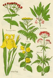 Vibrant Collection: Flowers: Thorough Wort, Tansy, Sassafras, Valerian, Yellow Flag, Tea, Valerian, c1940