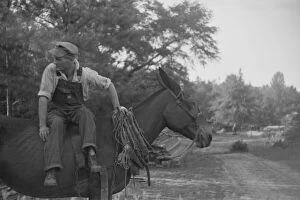 Mules Collection: Floyd Burroughs, on mule, Hale County, Alabama, 1936. Creator: Walker Evans