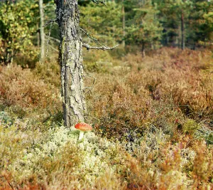 Poisonous Prints: Fly agaric, between 1905 and 1915. Creator: Sergey Mikhaylovich Prokudin-Gorsky