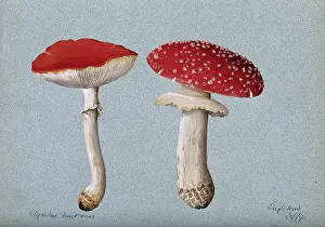 The fly agaric fungus (Amanita muscaria): two fruiting bodies, 1890. Creator: Unknown