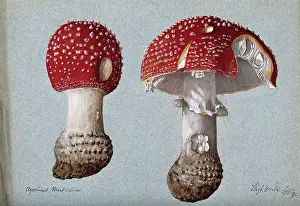 Mycology Prints: The fly agaric fungus (Amanita muscaria): two fruiting bodies, 1892. Creator: Unknown