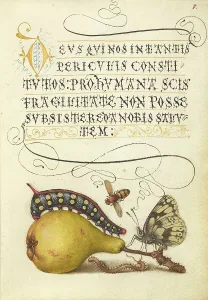 Fly, Caterpillar, Pear, and Centipede;Mira calligraphiae monumenta, 1561-2; illumination added 1591-6 Creator: Joris Hoefnagel