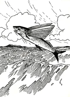The Flying Fish, 1912. Artist: Charles Robinson