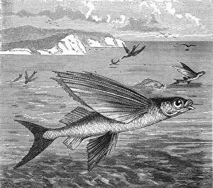 Hw Bates Gallery: Flying Fish and their Foes; A Flying Visit to Florida, 1875. Creator: Thomas Mayne Reid