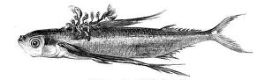 Flying fish, with a Parasitic Growth on its Back, 1858. Creator: Unknown
