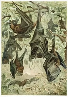 Chiroptera Collection: Flying Foxes, from Brehms Tierleben, pub. 1860s (colour lithograph), 1860