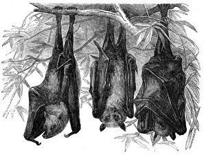 Pearson Prints: Flying Foxes in the Gardens of the Zoological Society