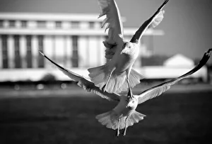 Wings Collection: Focus. Creator: Viet Chu