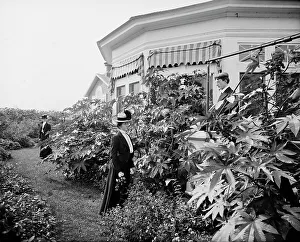 Club House Prints: Foliage and east window of officers club