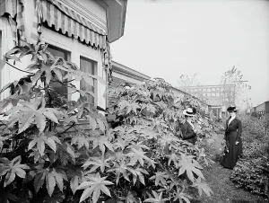 Club House Prints: Foliage and east window of officers club