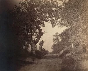 Seine Et Marne Collection: Fontainebleau, chemin sablonneux montant, ca. 1856. Creator: Gustave Le Gray