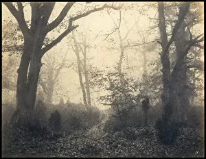 Cuvelier Gallery: Fontainebleau. Forest at Barbizon, ca 1860. Creator: Cuvelier, Eugene (1837-1900)