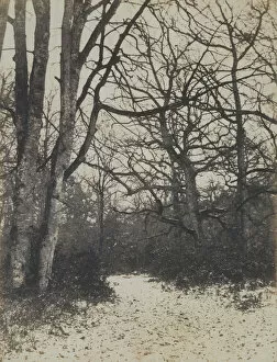 Cuvelier Gallery: [Fontainebleau Forest], ca. 1860. Creator: Eugene Cuvelier