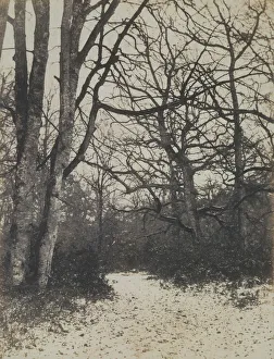 Cuvelier Eugene Prints: [Fontainebleau Forest], ca. 1860. Creator: Eugene Cuvelier