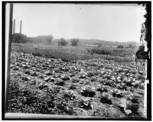 Shortage Prints: Food Garden Commission, between 1910 and 1920