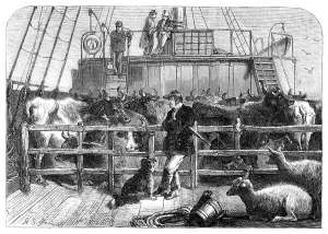 Import Prints: Foreign cattle on board the Batavier, London and Rotterdam steamer, 1865. Creator: Unknown