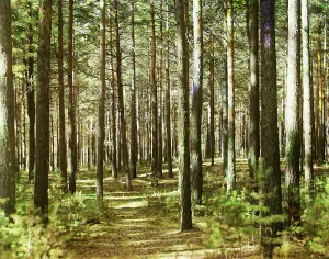 Forest, 1910. Creator: Sergey Mikhaylovich Prokudin-Gorsky