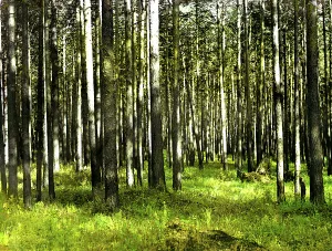 Magical Prints: In the forest, 1912. Creator: Sergey Mikhaylovich Prokudin-Gorsky