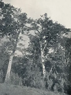 Beech Tree Prints: A Forest of Antarctic Beech at Temuco, 1911