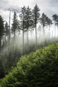 Sunlit Collection: The Forest Awakens. Creator: Joshua Johnston