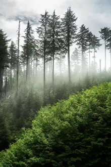 Evergreen Prints: The Forest Awakens. Creator: Joshua Johnston