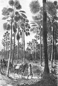 West Africa Prints: Forest of Fan-Leaved Palms; Journey from the Senegal to the Niger, 1875. Creator: Unknown