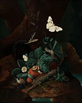 Forest Floor Still Life, 1735. Creator: Karl Wilhelm de Hamilton