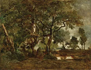 Oil Paint Paint Prints: Forest of Fontainebleau, Cluster of Tall Trees Overlooking the Plain of Clair