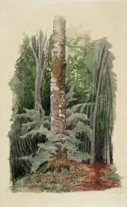 Gustaf Werner Holmberg Prints: Forest interior, in the middle is the trunk of a hardwood tree