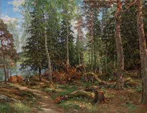 Firewood Prints: Forest interior, subject from Laajasalo, Helsinki, 1886. Creator: Berndt Lindholm