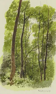 Saxony Anhalt Prints: Forest near Konigstein, 1876. Creator: Carl Theodor Reiffenstein
