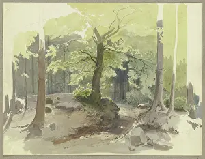 Quiet Prints: Forest path in the Ilse Valley in the Harz Mountains