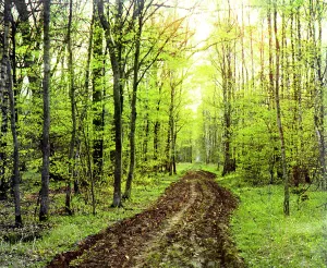 Birch Tree Prints: Forest road, between 1905 and 1915. Creator: Sergey Mikhaylovich Prokudin-Gorsky