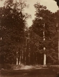 Forest at Saint-Cloud, 1859-1860. Creator: Louis-Remy Robert