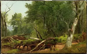 Ageing Prints: Forest Scene in the Catskills, between 1855 and 1860. Creator: Asher Brown Durand
