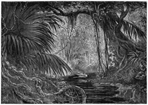 Liana Prints: A forest scene in Peru, 1877