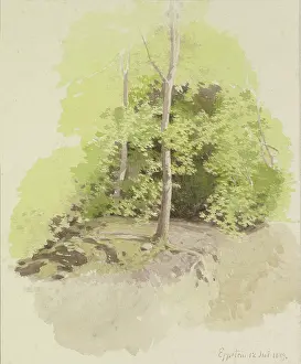 Glade Prints: Forest section, 1889. Creator: Carl Theodor Reiffenstein