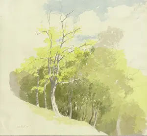Sloped Prints: Forest at a slope, 1858. Creator: Carl Theodor Reiffenstein