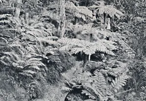 Tree Fern Prints: A Forest of Tree Ferns, Leura, Blue Mountains, c1900. Creator: Unknown