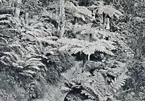 Exploring Gallery: A Forest of Tree Ferns, Leura, Blue Mountains, c1900. Creator: Unknown
