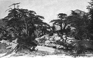 Cedar Prints: Foret de cedres; Afrique du nord, 1914. Creator: Jules Gervais-Courtellemont