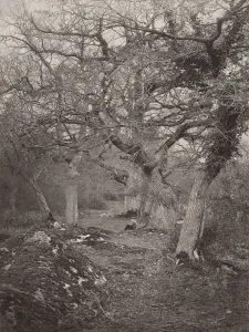 Harrison Prints: Foret de Fontainebleau, 1870s. Creator: William Harrison